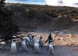 Pinguinera Punta Tombo-Chubut-