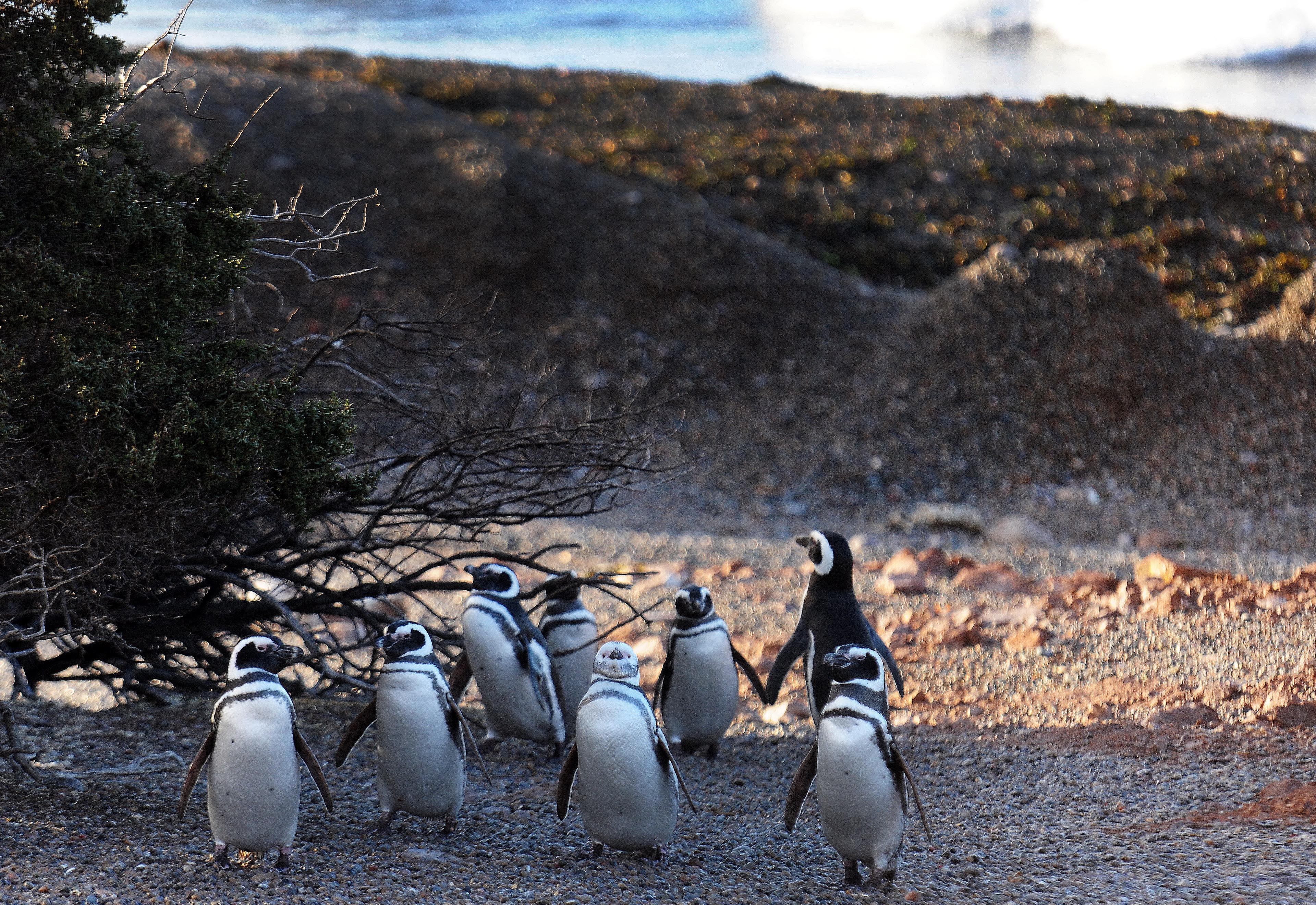 Pinguinera Punta Tombo-Chubut-