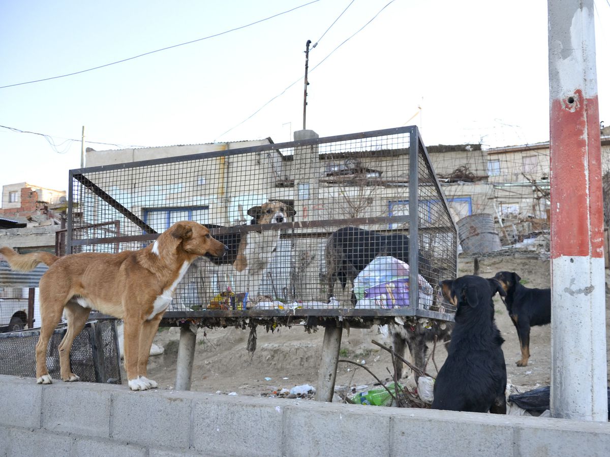 perros-sueltos-comodoro